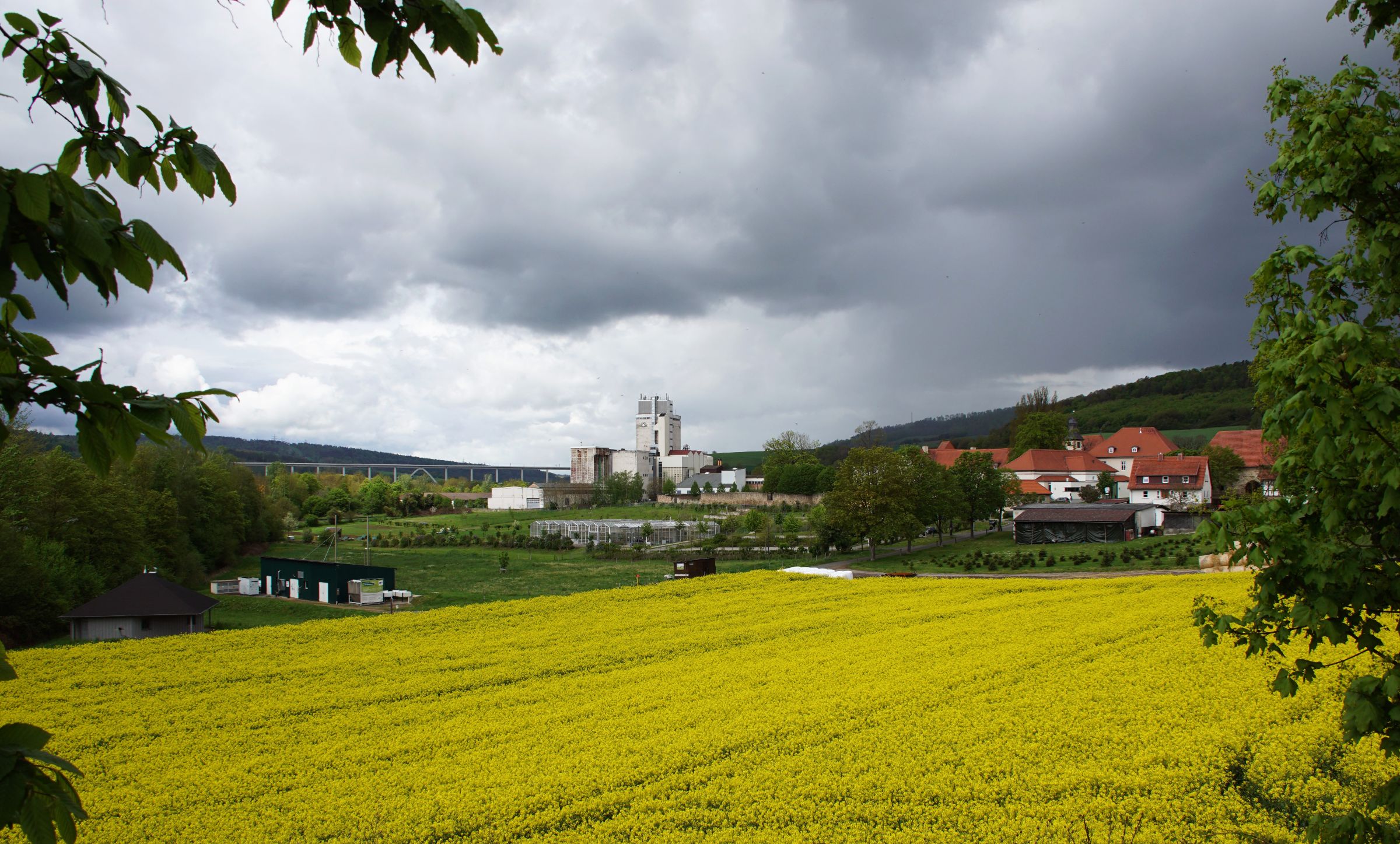 Rapsfeld Morschen mit Kraftfutterwerk welches bald abgerissen wird.